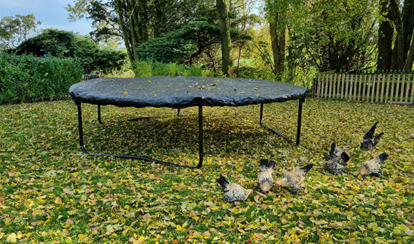 Wie man das Trampolin im Herbst pflegt - die Abdeckung sollte nicht fehlen - RATGEBER trampolin-profi.de